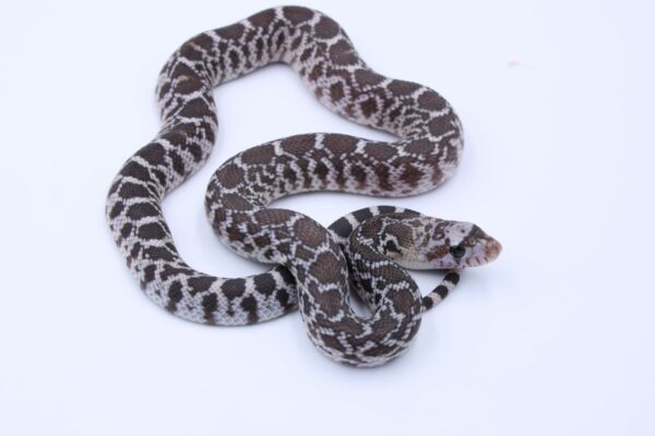 Axanthic Ballum ♀ AX03