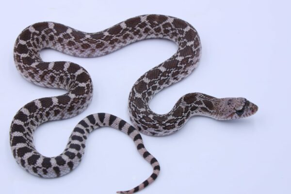 Axanthic Ballum ♂ AX04