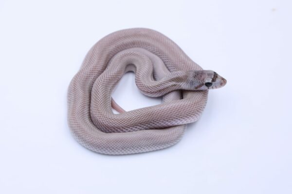 Axanthic Patternless ♀ AXP