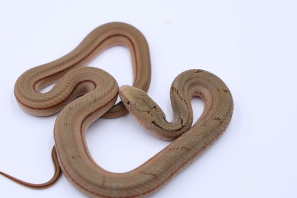 Elaphe carinata double het ♀ LY01