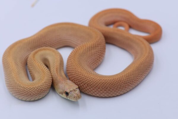 Hypo Patternless ♀ 02