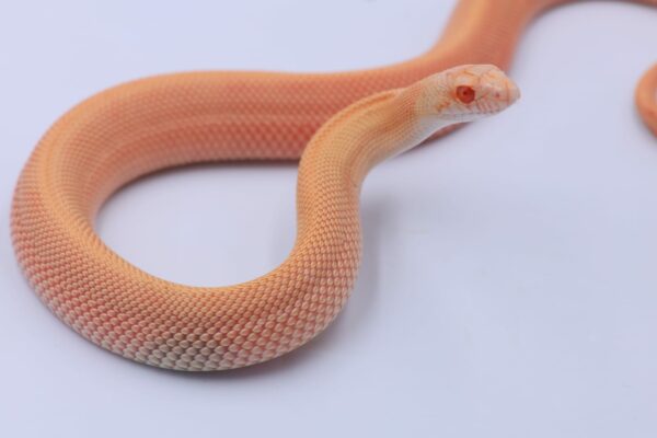 Hybino Patternless ♀ 01