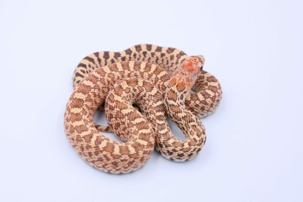 Hypo Stillwater ♂ HST1