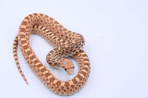 Hypo Stillwater ♂ HST2