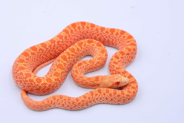 Red Albino Kingsville ♀ F2