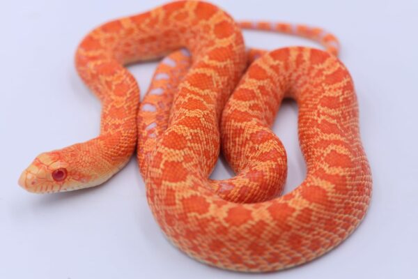 Red Albino Kingsville ♂ M6