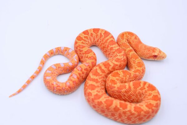 Red Albino Kingsville ♂ M1