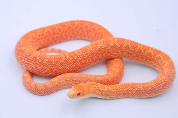 Red Albino Hypo Kingsville ♂ M3