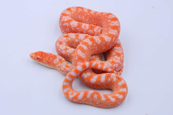 Red Albino Snowflake ♀ 01