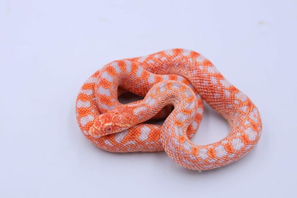 Red Albino Snowflake ♀ 02