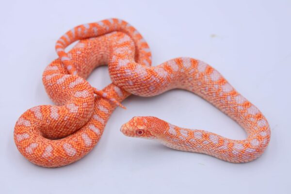 Red Albino Snowflake ♂ 01