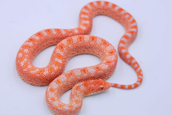 Red Albino Snowflake ♀ 03