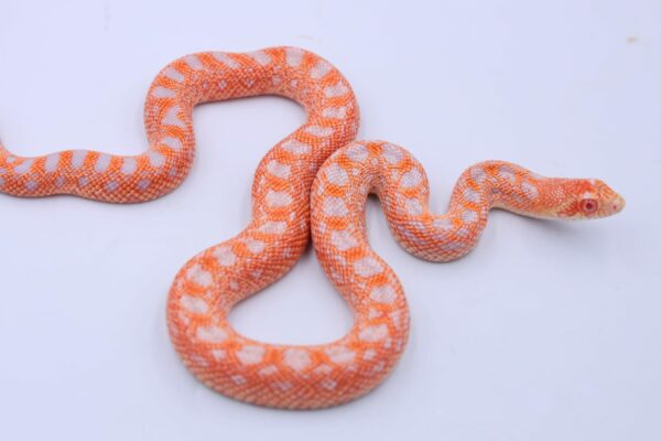 Red Albino Snowflake ♀ 04