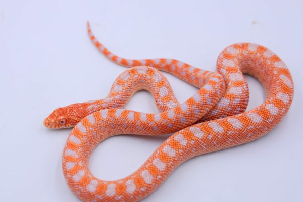 Red Albino Snowflake ♀ 05