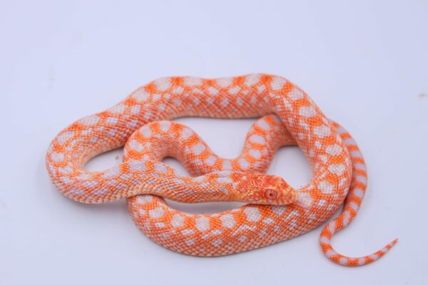 Red Albino Snowflake ♀ 06