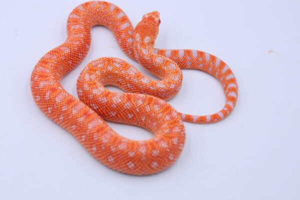 Red Albino Snowflake ♂ 02