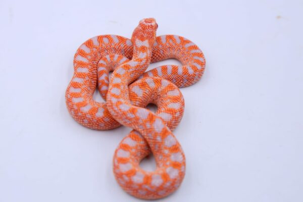 Red Albino Snowflake ♂ 03