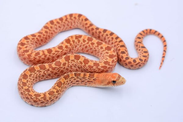 Red Kingsville Hypo ♀ F1