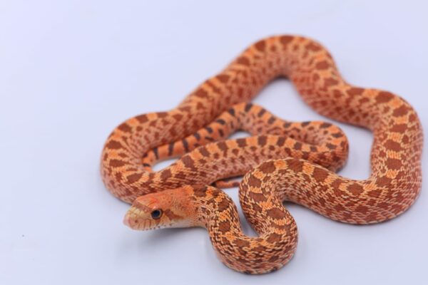 Red Kingsville Hypo ♀ F2