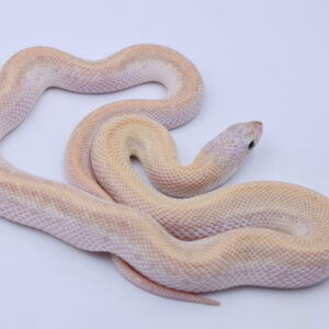 Ivory Patternless ♀ IVP1