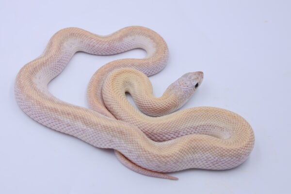 Ivory Patternless ♀ IVP1