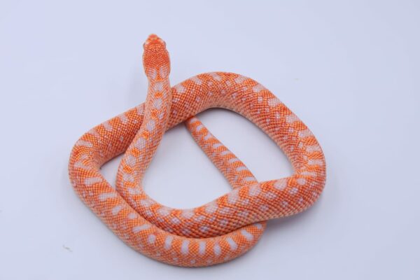 Red Albino Snowflake ♀ 17