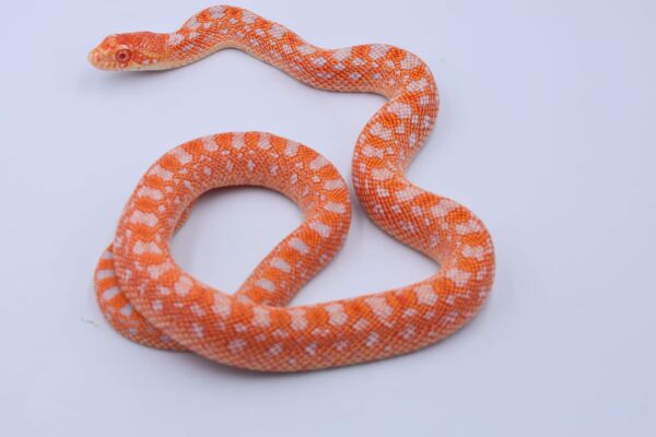 Red Albino Snowflake ♀ 18