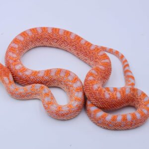 Red Albino Snowflake ♀ 19