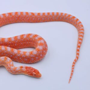 Red Albino Snowflake ♂ 13