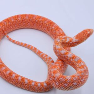 Red Albino Snowflake ♂ 15