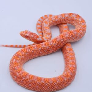 Red Albino Snowflake ♂ 16