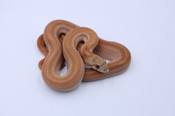 Red Patternless ♀ RP01