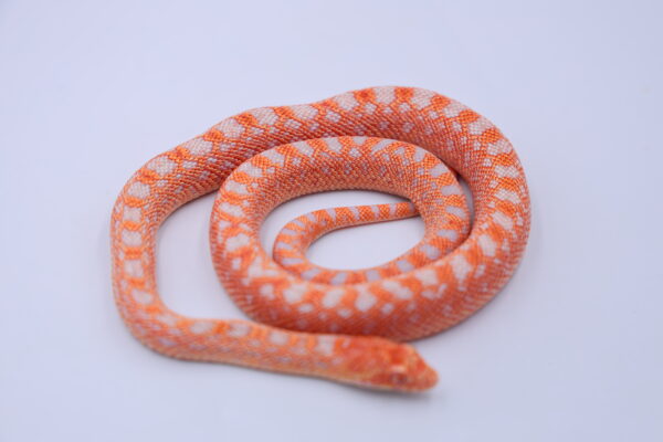 Red Albino Snowflake ♀12