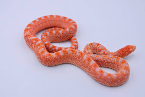 Red Albino Snowflake ♀ 09