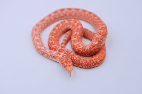 Red Albino Snowflake ♂ 07